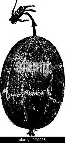 . L'American Fruit Culturist, contenant des orientations pour la propagation et la culture de l'ensemble des fruits adaptés aux États-Unis. La culture de fruits. Fig. 539.-Downing. Fig. 540.-Golden prolifique. Rouge Pâle.* Plutôt petits, ou la taille de Houghton, mais de couleur plus sombre lorsque mûre. Doux, très bonne qualité. La mi-saison. Bush une forte croissance, très productif. L'une des plus anciennes variétés cultivées de l'espèce indigène.. Veuillez noter que ces images sont extraites de la page numérisée des images qui peuvent avoir été retouchées numériquement pour plus de lisibilité - coloration et l'aspect de ces illustrations ne peut pas perf Banque D'Images