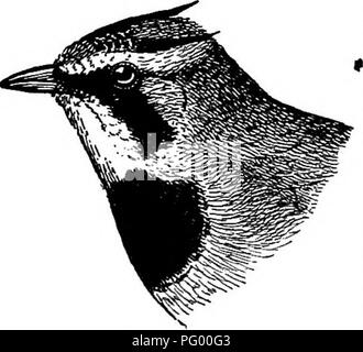 . Un guide pour les oiseaux de la Nouvelle-Angleterre et de l'est New York ; contenant un élément pour chaque saison et les courtes descriptions de plus de deux cent cinquante espèces, avec une référence particulière à leur apparition dans le domaine. Les oiseaux ; les oiseaux. 200 BIEDS DE NOUVELLE ANGLETERRE ET EASTEEN NEW YOKK puis se compose de quatre ou cinq ttvits d'introduction, suivi d'un trille peu, le tout dans un ton très vif, ou il est livré après l'oiseau a monté, à l'instar de son célèbre cousin, à une hauteur considérable ; il est alors beaucoup plus longue, mais toujours forte et habile et n'ont pas la force de l'alouette des champs. L'Alouette a également des Prairies Banque D'Images