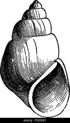 . Histoire naturelle des animaux. Contenant de brèves descriptions des animaux sur l'histoire naturelle de Tenney comprimés, mais complet sans les comprimés. Zoologie. Mg. 11.-Land Escargot.. Veuillez noter que ces images sont extraites de la page numérisée des images qui peuvent avoir été retouchées numériquement pour plus de lisibilité - coloration et l'aspect de ces illustrations ne peut pas parfaitement ressembler à l'œuvre originale.. Tenney, Sanborn, 1827-1877 ; Tenney, Abby Amy (Gove) 1836-. New York, Scribner, Armstrong Banque D'Images