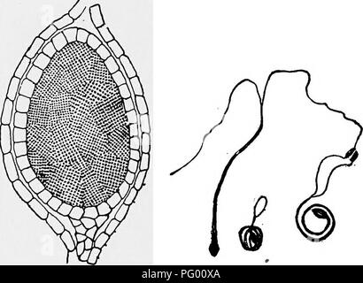 Ce texte pédagogique décrit les organes reproducteurs de Marchantia polymorpha, un ver de vie. Il comprend des images d'anthéridies et d'archégonies, mettant en valeur les structures reproductrices masculines et féminines. Marchantia est un organisme modèle important pour les études de biologie végétale et de botanique, fournissant des informations sur la reproduction et le développement des plantes. Banque D'Images