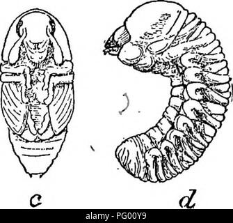 . L'American Fruit Culturist, contenant des orientations pour la propagation et la culture de l'ensemble des fruits adaptés aux États-Unis. La culture de fruits. Fig. 260.-Le Fruit-tree Bark Beetle, u-^ ^ ; coléoptère, même de profil ; c, pupe ; d^ larve ; tous les grande environ dix fois. (U. S. Div. de l'entomologie.) La plupart d'entre eux tenus à l'écart au-delà de la moitié de la perce : Hale's wash (deux applications), le buttage, papier goudronné, tiges de tabac, de creuser dehors, et le gaz de goudron. Dans les régions moins humide que dans le centre de New York, il est possible que certaines des méthodes, énumérés ci-dessus comme peu satisfaisante, s'avérera bon contre préventives thi Banque D'Images