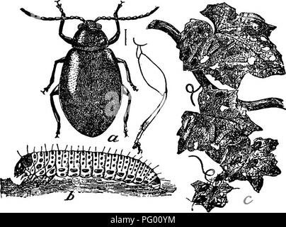 . L'American Fruit Culturist, contenant des orientations pour la propagation et la culture de l'ensemble des fruits adaptés aux États-Unis. La culture de fruits. igS insectes destructeurs. leur long jeûne en hibernation, sur l'ouverture des bourgeons, puis ils pondent leurs oeufs jaune dans les fissures autour des bourgeons. À partir de ces oeufs éclosent petit brown vers blancs qui mangent des trous irréguliers dans les feuilles (Fig. 265) en juin. Ces vers blancs (Fig. 264) rendez-vous dans le sol et à transformer les jolies coccinelles bleu dans une dizaine de jours. Les scarabées apparaissent et se nourrissent de plantes diverses pendant le reste de la saison, mais pas d'oeufs. Les porcs. 26 Banque D'Images