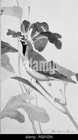 . Les oiseaux de l'Arkansas. Les oiseaux. Bui. 38, Commission biologique, U.S. Dept. of Agriculture. VII. la plaque. Un résident d'été Insect-Eater. Paruline du Kentucky.. Veuillez noter que ces images sont extraites de la page numérisée des images qui peuvent avoir été retouchées numériquement pour plus de lisibilité - coloration et l'aspect de ces illustrations ne peut pas parfaitement ressembler à l'œuvre originale.. Howell, Arthur Holmes, 1872-1940 ; Fuertes, Louis Agassiz, 1874-1927. Washington, gouvernement. L'impression. L'arrêt. Banque D'Images