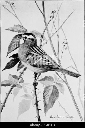 . Les oiseaux de l'Arkansas. Les oiseaux. Bui. 38, Commission biologique, U.S. Dept. of Agriculture. VI. La plaque. Un Seed-Eater d'hiver. L'White-Throated Sparrow.. Veuillez noter que ces images sont extraites de la page numérisée des images qui peuvent avoir été retouchées numériquement pour plus de lisibilité - coloration et l'aspect de ces illustrations ne peut pas parfaitement ressembler à l'œuvre originale.. Howell, Arthur Holmes, 1872-1940 ; Fuertes, Louis Agassiz, 1874-1927. Washington, gouvernement. L'impression. L'arrêt. Banque D'Images