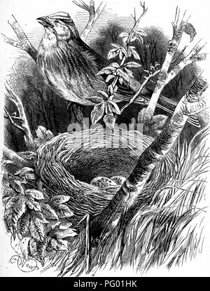 . Les oiseaux et leurs nids . Les oiseaux ; les oiseaux. YELIOW-marteau et d'un nid. [Page 112.. Veuillez noter que ces images sont extraites de la page numérisée des images qui peuvent avoir été retouchées numériquement pour plus de lisibilité - coloration et l'aspect de ces illustrations ne peut pas parfaitement ressembler à l'œuvre originale.. Howitt, Mary Botham, 1799-1888. New York : Routledge G. Banque D'Images