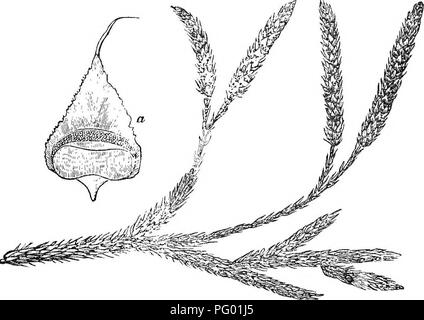 . Les principes de botanique, comme en témoigne l'Cryptogamia. Pour l'utilisation d'écoles et collèges. Les cryptogames ; anatomie végétale ; 1853. 78 ORGANES COMPOSÉS DE PLANTES. Fig. 32.. Lycopodium clavatum. a. L'ampleur de la flambée "witii une capsule (amplifiés). 103. Le genre Lycopodium (Fig. 32), qui constitue le type de cette petite famille, semble occuper une position intermédiaire entre les fougères et les Blosses, et, à certains égards, semble être lié à l'Coniferse. 104. C'est dans ces usines que -tissus vasculaires première fait son apparition sous la forme de woody et annulaire des navires, qui forment un bun Banque D'Images