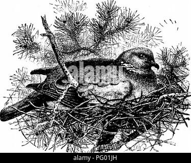 Ce texte examine le comportement de nidification de diverses espèces d'oiseaux, y compris le pigeon des bois, qui était autrefois abondant dans le Hampshire. Il décrit le déclin de leur population et l’impact de leurs troupeaux autrefois vastes sur l’écosystème de la région, contribuant ainsi à une meilleure compréhension de la conservation des oiseaux et de l’écologie comportementale. Banque D'Images
