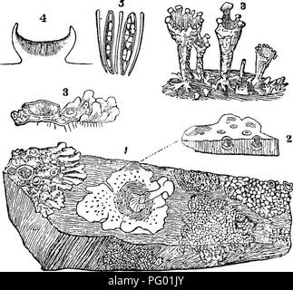 . Les principes de botanique, comme en témoigne l'Cryptogamia. Pour l'utilisation d'écoles et collèges. Les cryptogames ; anatomie végétale ; 1853. 62 ORGANES COMPOSÉS DE PLANTES. Leur surface sous la forme de noyaux sombres ; et sur la marge de gauche nous avons un foliacées, lichen Parmelia con- Fig. 27.. spersa, avec sa fructification en boucliers ou de tasses, les question du thalle formant une frontière ou rim round du noyau ; 3 est un morceau du thalle de Parmelia oonspersa avec une section à travers l'apothèce ; 4 est une loupe d'un apotheoium, montrant les jeunes asques ou sacs qui contai Banque D'Images
