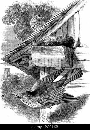 Cette image montre des mouches repérées et leurs nids. L'illustration, tirée du travail de Mary Botham Howitt, met en évidence le comportement de nidification des oiseaux, en se concentrant sur la construction de nids et le soin de la progéniture. Il fournit des informations précieuses sur le comportement aviaire et les stratégies de reproduction. Banque D'Images