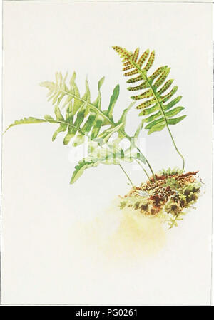 Ce guide fournit une exploration détaillée des espèces indigènes de fougères dans leurs habitats naturels à travers les États-Unis. L'accent est mis sur l'identification de diverses espèces et la compréhension de leurs rôles écologiques. Le livre comprend des illustrations pour aider à l'identification des fougères et souligne l'importance de ces plantes dans les écosystèmes locaux. Banque D'Images