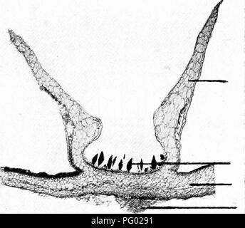 . Photomicrographies de études botaniques. La photomicrographie. La surface concave de l'usine. Les ascospores dans divers S  % stades de développement. Les paraphyses un. Le mycélium du champignon. ^T-^v :^, , un tissu stérile. 10.-Y.S. Thalle de Marchantia polymorpha ". ". Mur de gi gemmiB cup. Gemm:u à divers stades de développement. Thalle. Les poils racinaires (rhizoïdes.). Veuillez noter que ces images sont extraites de la page numérisée des images qui peuvent avoir été retouchées numériquement pour plus de lisibilité - coloration et l'aspect de ces illustrations ne peut pas parfaitement ressembler à l'œuvre originale.. Flatters, Milborne &amp Banque D'Images