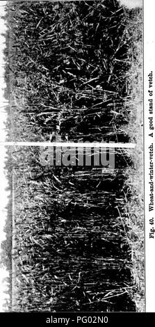 . Les cultures fourragères pour la souillure, ensilage, foin et pâturage. Les plantes fourragères. . Veuillez noter que ces images sont extraites de la page numérisée des images qui peuvent avoir été retouchées numériquement pour plus de lisibilité - coloration et l'aspect de ces illustrations ne peut pas parfaitement ressembler à l'œuvre originale.. Voorhees, Edward Burnett, 1856-1911. New York, Macmillan Banque D'Images