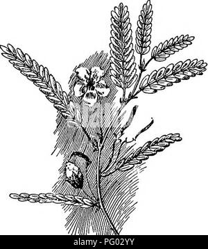 Ce travail traite du cycle de vie des abeilles domestiques, de leur rôle dans la pollinisation et de la production du miel. Il explore les sources de nectar et de pollen, ainsi que diverses plantes qui contribuent à la production de miel, comme les oliviers et les orangers. Banque D'Images