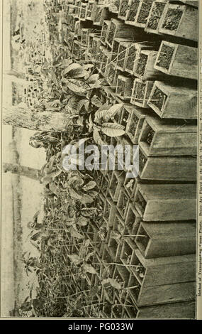 . L'examen de Cuba. La CUBA R E R I E TV. Veuillez noter que ces images sont extraites de la page numérisée des images qui peuvent avoir été retouchées numériquement pour plus de lisibilité - coloration et l'aspect de ces illustrations ne peut pas parfaitement ressembler à l'œuvre originale.. Munson Steamship Line. New York : Munson Steamship Line Banque D'Images