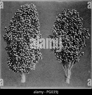 . Grandes cultures pour la ceinture en coton. L'agriculture. 378 GRANDES CULTURES POUR LE^COTON Sacs Ceinture chaque année et utilisé pour la plantation de l'élevage-plot de la prochaine année. Le quaUties sélectionné pour dans l'amélioration de la saccharine. Fig. 63. - Deux chefs de Milo montrant forme souhaitable (à gauche) et de l'UEDN- sirable formulaire (à droite). le sorgho sont plus juteux et une teneur élevée en sucre, le rendement, la résistance aux maladies, résistance à la sécheresse, et erecfoess. Dans l'amélioration du grain de sorgho fourrager le prin- cipal considérations devraient être (1) augmentation de la production de céréales ; (2) augmentation de la résistance à la sécheresse ; (3) L'augmentation earli- ness ; (4) Banque D'Images