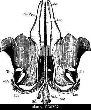 . L'apiculture ; une analyse de la vie de l'abeille et de la production de miel. Les abeilles ; le miel. Le processus de la vie de l'ampoule du IndividvM {159 ShB) et est en outre continué à deux bras qui {ShA) vers l'extérieur de la courbe. Les lancettes faites glisser sur une piste à gorge de toute la longueur de la gaine, passé l'ampoule et divergent le long les deux armes de base. La gaine et les lancettes se combinent pour former un tube creux (PsnC) par lequel le poison s'écoule. Les armoiries de la gaine sont fixées à leur extrémité antérieure à oblongues-plaques (OB) qui chevauchent les côtés de la piqûre. Pour ces plaques sont jointes palpi (StnPlp), soft whit Banque D'Images