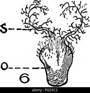 Ce texte décrit la culture des grandes cultures dans la région de la ceinture de coton, offrant des conseils sur la gestion des cultures, la préparation des sols et les techniques agricoles. Il souligne l'importance de la rotation des cultures et de la santé des sols pour une agriculture durable, en mettant l'accent sur la production de coton et son impact agricole. Banque D'Images