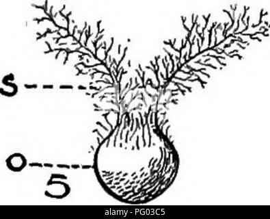 . Grandes cultures pour la ceinture en coton. L'agriculture. S-^.. Veuillez noter que ces images sont extraites de la page numérisée des images qui peuvent avoir été retouchées numériquement pour plus de lisibilité - coloration et l'aspect de ces illustrations ne peut pas parfaitement ressembler à l'œuvre originale.. Morgan, James Oscar. New York, The Macmillan Company Banque D'Images