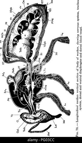 . L'apiculture ; une analyse de la vie de l'abeille et de la production de miel. Les abeilles ; le miel. Le processus de la vie de l'individu 149. circulation du sang. L'extrémité postérieure du cœur est fermé, mais sur l'extrémité antérieure il est poursuivi dans un long tube (aorte, Ao) s'étendant dans divers convolutions et par des arcs. Veuillez noter que ces images sont extraites de la page numérisée des images qui peuvent avoir été retouchées numériquement pour plus de lisibilité - coloration et l'aspect de ces illustrations ne peut pas parfaitement ressembler à l'œuvre originale.. Phillips, Everett Franklin, 1878-1951. New York, l'Macmill Banque D'Images