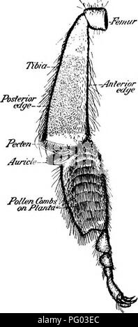 . L'apiculture ; une analyse de la vie de l'abeille et de la production de miel. Les abeilles ; le miel. La vie de l'individu 125 -J^Anferi mt/r'or eeu/e de l'abdomen et aussi recevoir sur le pollen peignes (Fig. 64) le pollen collecté par la deuxième paire de pattes. Le pollen est humidifiée par l'ajout de substances liquides qui proviennent de la bouche et Casteel présente analj"^ses (par Dun- bar) montrant que le miel est utilisé à cette fin. La méthode de chargement pollen sur les corbeilles à pollen a été diversement décrit, il est généralement affirmé qu'il est mis en place par la deuxième paire de pattes. C'est Banque D'Images