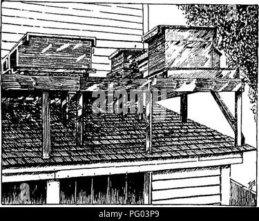 . L'apiculture ; une analyse de la vie de l'abeille et de la production de miel. Les abeilles ; le miel. L'Apiculture comme une profession hautement 19 grandes col- ored fleurs, et les variétés cultivées de la fleur jardin sont de valeur insignifiante. Les abeilles voler pendant deux ou trois kilomètres pour fourrage et peut aller encore plus loin en ur- gence. Dans un lieu- choos, il est donc nécessaire que. Fig. 16. - Rucher sur toit en appentis, à économiser de l'espace. dans la plage de vol là être un approvisionnement adéquat de nectar- production de plantes. L'emplacement idéal est évidemment l'une dans laquelle le nectar d'alimentation est près de sorte qu'il peut Banque D'Images