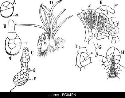 Cette étude examine la structure et le développement des mousses et des fougères, en se concentrant sur leur croissance apicale, leurs rhizoïdes et leurs relations avec les champignons endophytes. Il comprend des discussions détaillées sur le cycle de vie des espèces de *lycopodine*. Banque D'Images