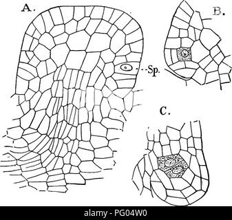 Cette étude examine la structure et le développement des mousses et des fougères, en se concentrant sur la formation de spores et le rôle des cellules sporogènes dans ces groupes de plantes. Banque D'Images