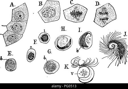 Ce travail examine le développement morphologique des mousses et des fougères, en se concentrant particulièrement sur leur système reproducteur. La structure des anthéridies et le développement des spermatozoïdes sont explorés en détail. Banque D'Images