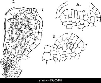 Ce livre explore la structure et le développement des mousses et des fougères, en se concentrant sur les processus de reproduction du groupe Archegoniatae. Il détaille la différenciation des cellules et les cycles complexes de développement de ces plantes. Banque D'Images