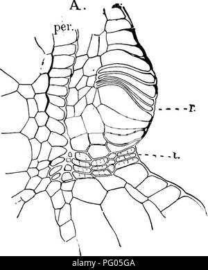Ce travail examine la structure et le développement des mousses et des fougères, en se concentrant particulièrement sur les cellules sporogènes et la formation de capsules dans les mousses. Il fournit des diagrammes détaillés pour illustrer les étapes de développement et les structures cellulaires impliquées. Banque D'Images