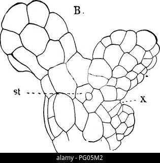 Ce travail examine la structure et le développement des mousses et des fougères, en se concentrant sur les stades de croissance des espèces Anthoceros, leur relation symbiotique avec Nostoc et leurs stratégies de reproduction, comme la formation de tubercules dans des conditions sèches. Banque D'Images