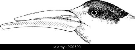 L'expédition Alexander-Gosling, qui a exploré la faune dans le nord du Nigeria, a documenté diverses espèces, y compris l'élégante pratincole grise et la Terne Soisso-Bill. Ce travail fournit un aperçu des habitudes et des comportements des oiseaux dans leurs habitats naturels, soulignant leur importance écologique. Banque D'Images