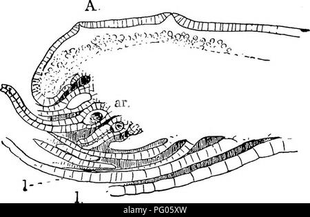 Ce travail examine la structure et le développement des mousses et des fougères, en particulier les Archégoniatae, en se concentrant sur la formation des archégonies et leur rôle dans la reproduction et la morphologie des plantes. Banque D'Images