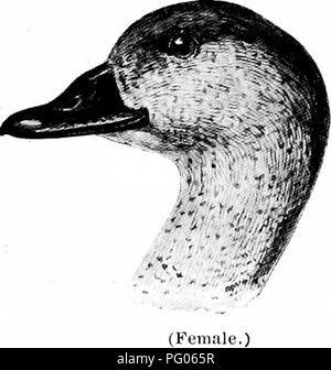 . Comment savoir que les canards, oies et cygnes d'Amérique du Nord, toutes les espèces qui sont regroupées en fonction de la taille et de la couleur. Canards Oies et cygnes ; ; les oiseaux. ^Idnlt : mâle plumage Général, entièrement noir ; le projet de loi, noir, la mandibule supérieure d'être yellowif'li orange sur la l)ase. Plumes sur le projet de loi plus d'un demi-pouce à partir de la narine ; pas de livre blanc sur l'aile. AiluU owiiish femiile : Hi', ou brun fuligineux ; plus pâle sur les parties inférieures, heeoming blanc grisâtre sur le ventre ; les côtés de la tête, des plumes blanchâtres ; sur le projet de loi plus d'un demi-pouce à partir de la narine ; pas de livre blanc sur l'aile. La femelle est plus petite que homme^. Banque D'Images