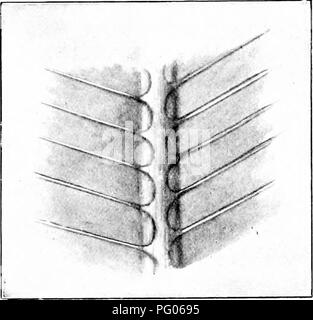 Ce livre se concentre sur les plantes fossiles, offrant des aperçus clés sur l'étude de la flore ancienne et leur contexte géologique. Il met en évidence des espèces végétales importantes, telles que Ptilophyllum, et examine leurs caractéristiques distinctives en se basant sur des preuves fossiles. Le travail est conçu pour aider les étudiants en botanique et en géologie à comprendre l'identification et la classification des plantes fossiles. Banque D'Images