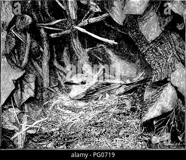 . Oiseaux à Londres . Les oiseaux. Au sud-ouest de Londres 249 commun. Mais bien que beaucoup plus petit que les autres, c'est la plus intéressante, en raison de la nature du terrain accidenté et à la perspective d'être fine avait du pays au-delà. Il. NIGHTINGALE SUR SON NID forme une bande assez longue, et à partir de la partie la plus élevée à l'extrémité supérieure de la vision s'étend sur le superbe cadre boisé et vallonné à Surrey et au-delà du pays d'Epsom. Cette extrémité supérieure de la politique est très jolie, envahi de furze et bramble, buissons et arbres agréablement ombragée avec d'un côté. Lors de l'élevage des oiseaux. Veuillez noter que ces im Banque D'Images