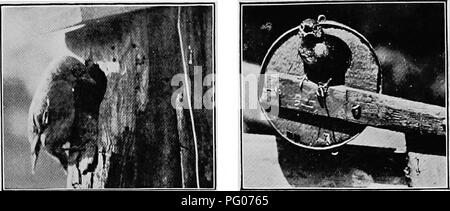 Ce livre discute des méthodes pour attirer les oiseaux vers les nichoirs, mettant en vedette des oiseaux bleus et des foules de maison. Il fournit des informations sur la création d'environnements appropriés pour la nidification des oiseaux et pour attirer diverses espèces dans les zones résidentielles. Banque D'Images