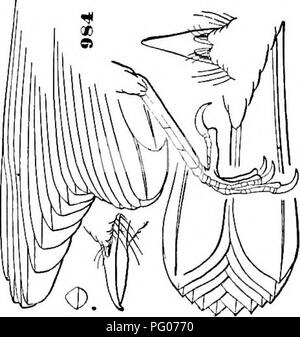 Ce guide complet répertorie les oiseaux trouvés à travers l'Amérique du Nord et l'Amérique centrale, de l'Arctique au Panama. Il comprend des descriptions détaillées des espèces, des sous-espèces et de la répartition géographique de chaque oiseau. Banque D'Images