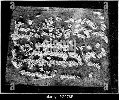 . Les maladies des abeilles. Les abeilles. THJi TEIGNE ET SON CONTKOL L'ADULTE Les papillons de cire adultes sont environ trois quarts de pouce de long et ont un écart d'environ 1 à I14 pouces de spécimens bien développé.   Ils sont communément vus dans la position de repos avec leur couleur gris-brun, ailes repliées, rooflike étroitement à leur sujet (fig. 4, A et B). Les papillons ne sont pas facilement perturbés, mais quand ils s'exécutent rapidement molesté avant qu'ils prennent l'aile. Les mâles sont légèrement plus petits que les femelles et peuvent être distingués d'entre eux par le shapo du marge extérieure de l'avant, ce qui est lisse wmg chez la femelle Banque D'Images
