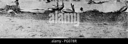 . Études d'oiseaux avec un appareil photo : avec des chapitres d'introduction sur l'équipement et des méthodes de la photographe d'oiseaux . La photographie d'oiseaux, des oiseaux. PELICAN ISLAND 19 ; de fisliing expeditions, les pelotons se reposent sur des points de sable^, certains ont été batliing en voile, d'autres cercles large frais généraux. Bientôt, on pouvait entendre le son de plusieurs voix-un medley des cris étranges H^0"^^^^^mM Mm. l''l. Polioiins sur sol nest en langue. Sur les extensions à l'arrivée et au départ, les habitants de Pelican Island n'ont pas besoin de ports en eau profonde, et nous avons été obligés d'ancrer notre sloop environ une centaine de y Banque D'Images