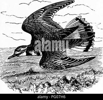 Ce texte d'histoire naturelle décrit le Pluvier de Kildeer, ses habitats, ses comportements alimentaires et ses modes de vol. Le pluvier est connu pour son cri distinctif et est couramment trouvé dans les champs agricoles et près des sources d'eau. Banque D'Images
