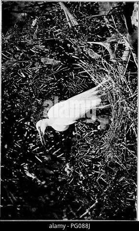 . L'étude des oiseaux d'adresses. Les oiseaux ; les oiseaux. . Veuillez noter que ces images sont extraites de la page numérisée des images qui peuvent avoir été retouchées numériquement pour plus de lisibilité - coloration et l'aspect de ces illustrations ne peut pas parfaitement ressembler à l'œuvre originale.. Pearson, T. Gilbert Thomas Gilbert), 1873-1943. Garden City, New York, Doubleday, Page &AMP, le nom de l'entreprise Banque D'Images