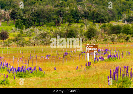 Vue de la floraison des lupins dans le parc national Torres del Paine, Patagonie, Chili Banque D'Images