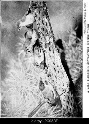 . L'étude des oiseaux d'adresses. Les oiseaux ; les oiseaux. . Veuillez noter que ces images sont extraites de la page numérisée des images qui peuvent avoir été retouchées numériquement pour plus de lisibilité - coloration et l'aspect de ces illustrations ne peut pas parfaitement ressembler à l'œuvre originale.. Pearson, T. Gilbert Thomas Gilbert), 1873-1943. Garden City, New York, Doubleday, Page &AMP, le nom de l'entreprise Banque D'Images