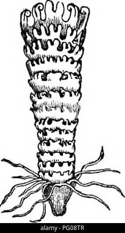 . Histoire naturelle des animaux. Contenant de brèves descriptions des animaux sur l'histoire naturelle de Tenney comprimés, mais complet sans les comprimés. Zoologie. Vrai ou DISCOPHOE^, MÉDUSE. 231 Aucun dusse ai-e plus beau dans leur apparence ou de leur histoire intéressante de l'Aurelia, ou " Sun- poisson", représenté sur la Figure 477. Cette Jelly-Fish est. Fig. 475. - Scyphos- toma de Aurelia.. Veuillez noter que ces images sont extraites de la page numérisée des images qui peuvent avoir été retouchées numériquement pour plus de lisibilité - coloration et l'aspect de ces illustrations ne peut pas parfaitement Banque D'Images