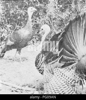 . Où trouver les oiseaux et profiter de l'histoire naturelle de Floride. Les oiseaux. SAMUEL A. OKIMES La Paruline à gorge jaune se reproduit dans le centre et le nord de la Floride et est un visiteur hivernal commun sur les Florida Keys. En hiver les oiseaux aquatiques migrateurs sont communs. Et les passereaux migrateurs tels que le Cardinal, Bluejay, viréos, moucherolles, Tohi tacheté, merles, Mockingbird, Cat- oiseau, la grive, le Moqueur roux, les fauvettes, les troglodytes, les craquements, les corneilles et les moineaux sont parfois vu dans les bois. Terrain Colombes sont abondants, les Tourterelles tristes ne sont parfois présentes. Hawks sont rarement vu mais doivent être surveillées pour Banque D'Images