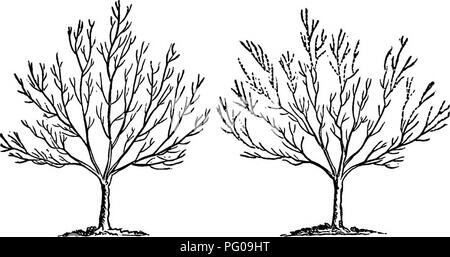 . L'American Fruit Culturist, contenant des orientations pour la propagation et la culture de l'ensemble des fruits adaptés aux États-Unis. La culture de fruits. Io8 PRINCIPES ET PRATIQUE DE L'élagage. soleas, répartie de chefs de la Fig. 153. Un avantage important de l'élagage ainsi la pêche sera l'amincissement-out du fruit-boutons ; et tandis que l'arbre portera peut-être seulement un tiers ou un quart du nombre de spécimens, ils seront beaucoup plus grand que de donner autant de bush- els, alors que la qualité sera incomparablement supérieur. Une objection est que trop de travail est requise pour cet opéra Banque D'Images