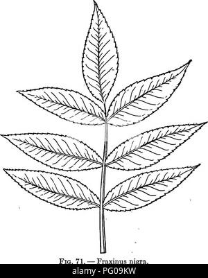 . La flore de l'ouest sélectionné : Manitoba, Saskatchewan, Alberta . La botanique, la botanique, la botanique. 108 WESTERN sélectionné de la flore. Fraxinus nigra. LXVII. GENTIANACEiE (famille). Herbes lisse avec un jus d'eau amère, opposées, simples, sessiles, entir6 Feuilles et fleurs parfait régulier. Calice inférieur, 4^12- lobées ou découpées, persistantes ; corolle gamopetalous, 4-12-lobées ; étamines comme beaucoup comme les lobes de la corolle, d'autres avec eux, et situé sur le tube ; ovaire 1-oelled, beaucoup de graine. 1. CENTAURIUM. Calice 4-parted ; corolle 4 ou 5-de-lièvre, sous forme d'entonnoir avec tube mince, mince, style anthères exserte Banque D'Images