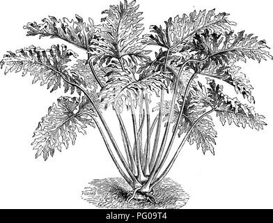 . Le livre de choix de fougères : pour le jardin, véranda, et cuisinière : décrire et donner des orientations culturelles explicites pour le meilleur et le plus frappant de fougères et selaginellas en culture. Illustrés par des plaques de couleur et de nombreuses gravures sur bois, préparés spécialement pour ce travail . Fougères ; Fougères. MmmMMim© f) une encyclopédie PRATIQUE DE L'HORTICULTURE, pour amateurs et professionnels. Illustré de 2440 gravures.. Conservateur du Jardin botanique royal^ ; Ketv assistée par le professeur Trail, M.D., Rév. P. W. Myies, B.A., P.L.S., W., J. WatsoJt Garrett, et d'autres spécialistes. En 4 vol., grande po Banque D'Images