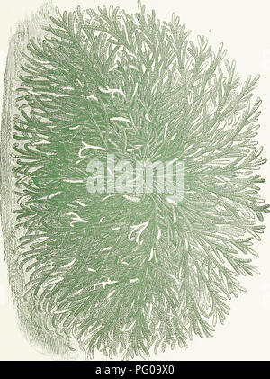 . Le livre de choix de fougères : pour le jardin, véranda, et cuisinière : décrire et donner des orientations culturelles explicites pour le meilleur et le plus frappant de fougères et selaginellas en culture. Illustrés par des plaques de couleur et de nombreuses gravures sur bois, préparés spécialement pour ce travail . Fougères ; Fougères. Co 5" 3'. Veuillez noter que ces images sont extraites de la page numérisée des images qui peuvent avoir été retouchées numériquement pour plus de lisibilité - coloration et l'aspect de ces illustrations ne peut pas parfaitement ressembler à l'œuvre originale.. Schneider, George. Londres : Gill Banque D'Images